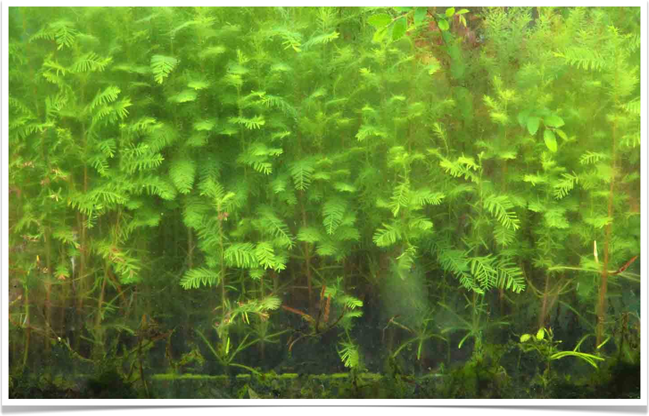 MIniature forest